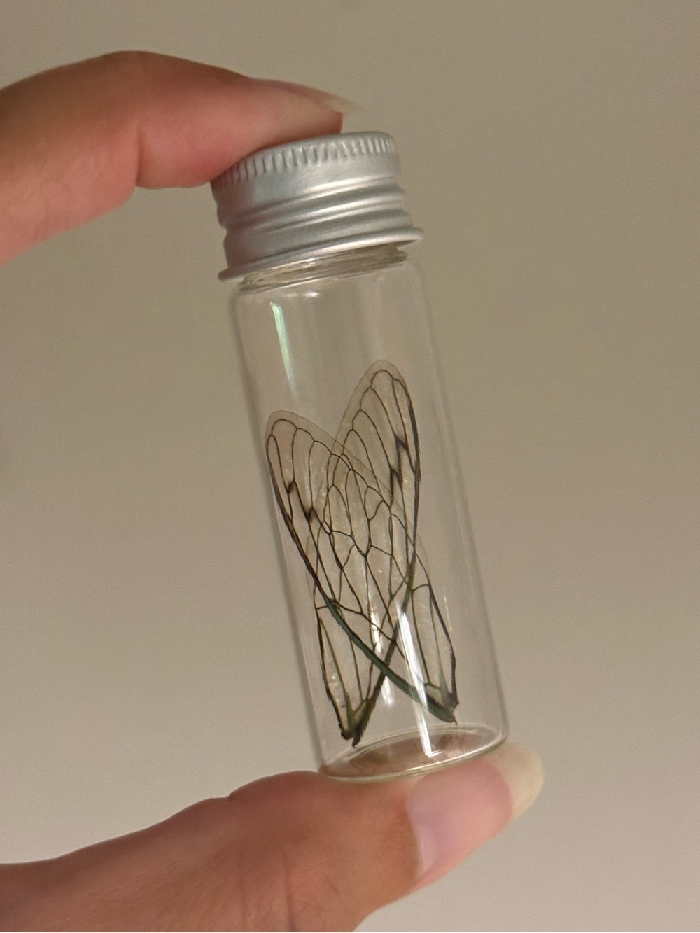 Oddities and Curiosities - 2x preserved cicada wings in jar
